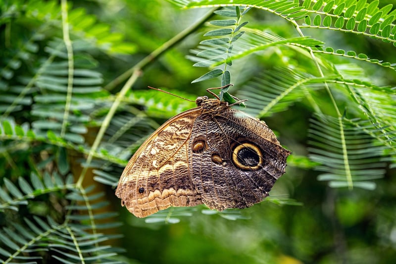 Butterfly in Enchanted Garden